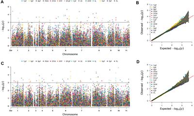 Genome-wide Association Study for Yield and Yield-Related Traits in Diverse Blackgram Panel (Vigna mungo L. Hepper) Reveals Novel Putative Alleles for Future Breeding Programs